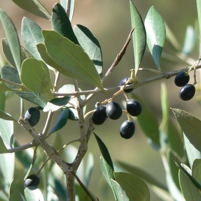 Olivier - Leaderplant