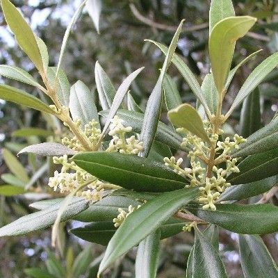 Olivier - Leaderplant