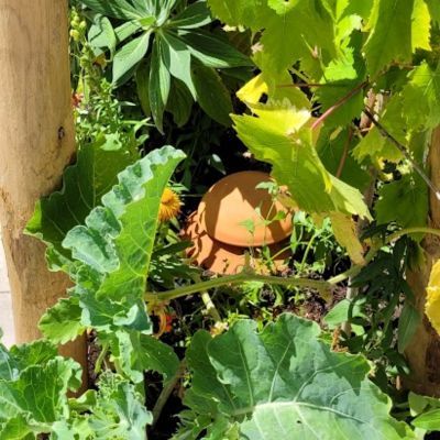 Olla d’irrigation en terre cuite / Poterie Jamet  - Leaderplant