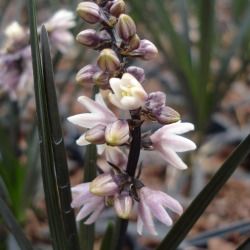 Ophiopogon noir - Leaderplant