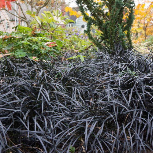 Ophiopogon noir en mini-motte - Leaderplant