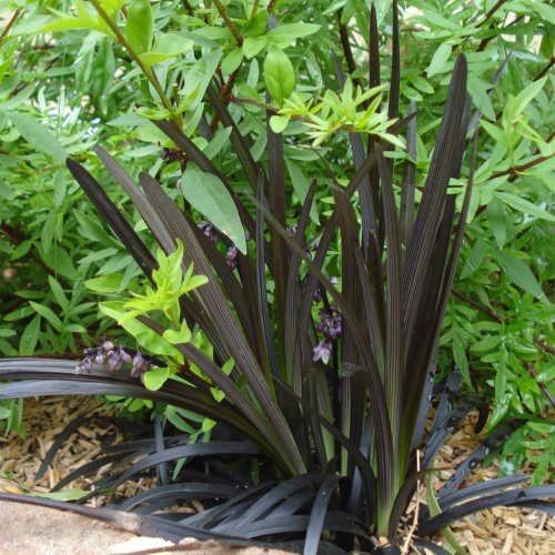 Ophiopogon noir en mini-motte - Leaderplant