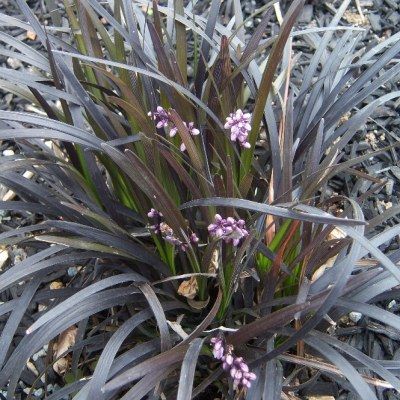 Ophiopogon noir - Leaderplant