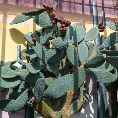 Figuier de Barbarie   - Leaderplant