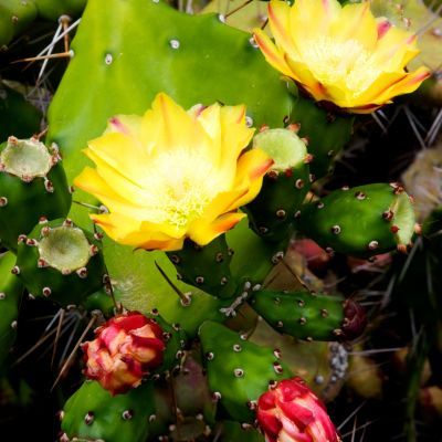 Figuier de Barbarie   - Leaderplant