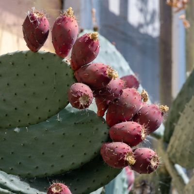 Figuier de Barbarie   - Leaderplant