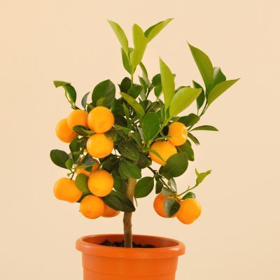Orange douce Navelate - Orange Navel - Leaderplant