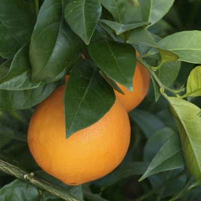 Orange douce Navelate - Orange Navel - Leaderplant
