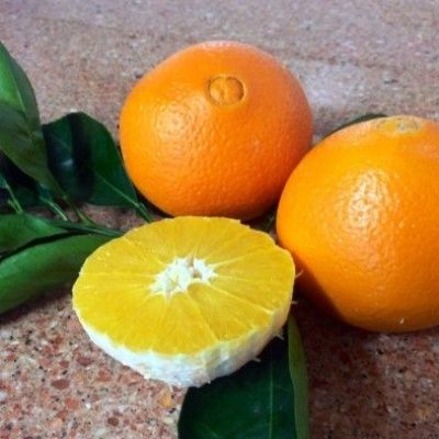 Orange Navel Navelina - Leaderplant