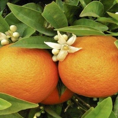 Orange Navel Navelina - Leaderplant