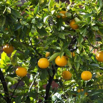 Orange Sanguine Vanille - Leaderplant