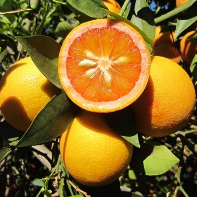 Orange Sanguine Vanille - Leaderplant