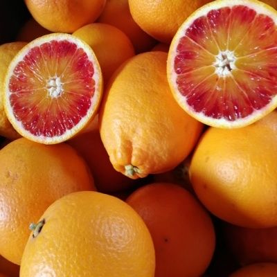 Orange Sanguine Tarocco Rosso - Leaderplant