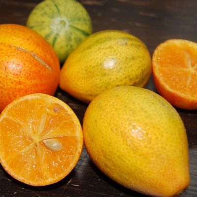 Orangequat Margarita Centennial - Leaderplant