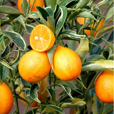 Orangequat Margarita Centennial - Leaderplant