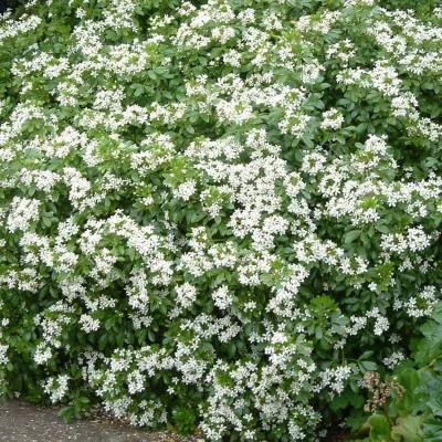 Oranger du Mexique - Leaderplant