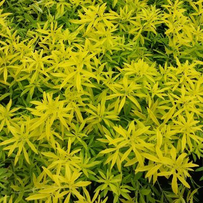 Oranger du Mexique Goldfinger ® - Leaderplant