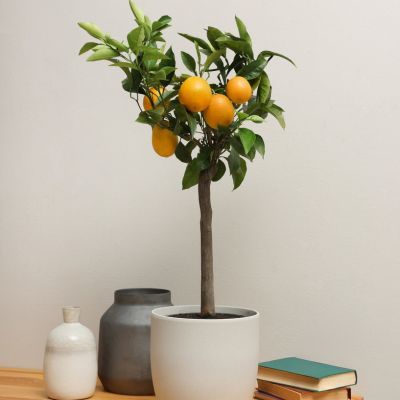 Orange Navel Navelina - Leaderplant