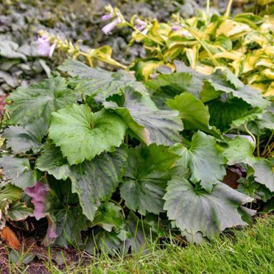 Oredenia Fusion of Fire  - Leaderplant