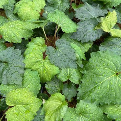 Oredenia Fusion of Fire  - Leaderplant