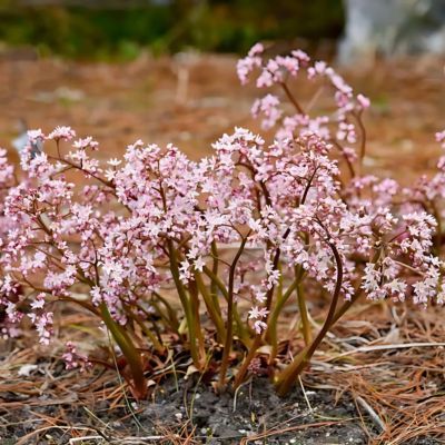 Oredenia Fusion of Fire  - Leaderplant