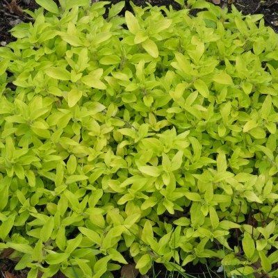 Origan doré - Leaderplant