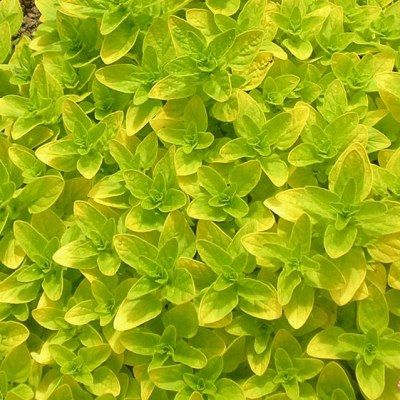 Origan doré - Leaderplant