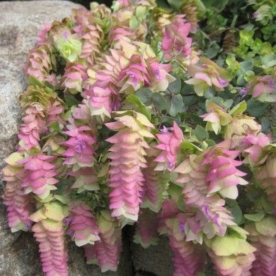 Origan Kent Beauty - Leaderplant