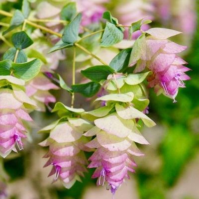 Origan Kent Beauty - Leaderplant