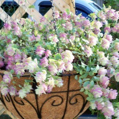 Origan Kent Beauty - Leaderplant