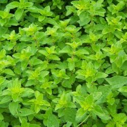 Origan commun - Leaderplant