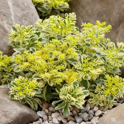 Sedum/Orpin panaché Atlantis - Leaderplant