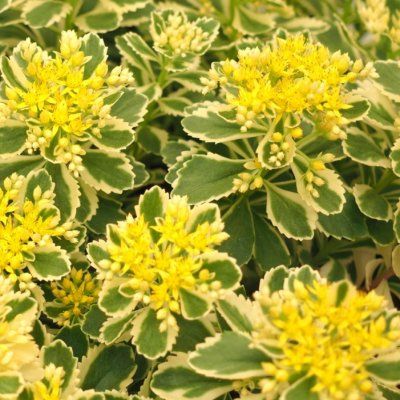 Sedum/Orpin panaché Atlantis - Leaderplant