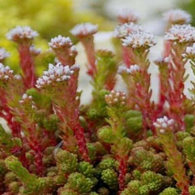 Sedum lydium/Orpin lydium  - Leaderplant
