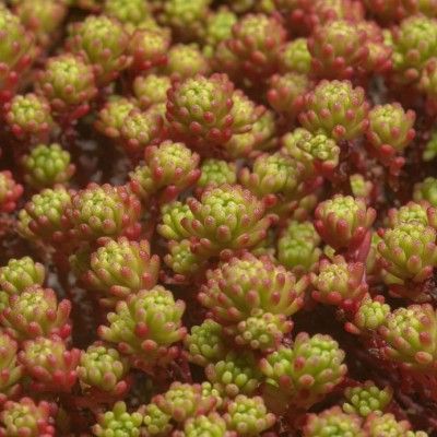 Sedum lydium/Orpin lydium  - Leaderplant