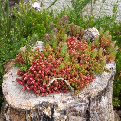 Sedum lydium/Orpin lydium  - Leaderplant