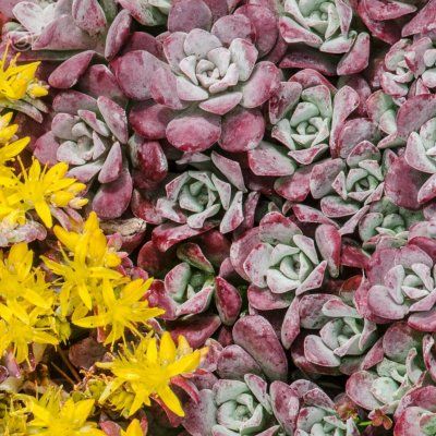 Sedum Orpin spatulé pourpre - Leaderplant
