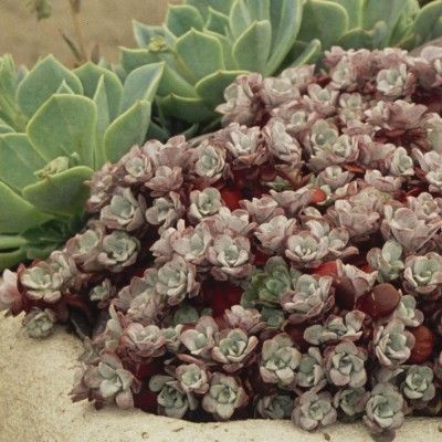 Sedum Orpin spatulé pourpre - Leaderplant