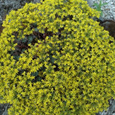 Sedum Orpin spatulé pourpre - Leaderplant