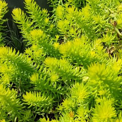 Sedum - Orpin Angelina TeaCup - Leaderplant