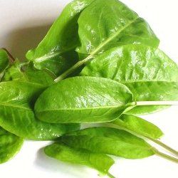 Oseille vierge - Leaderplant