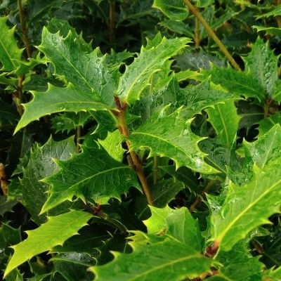 Osmanthe armatus - Leaderplant