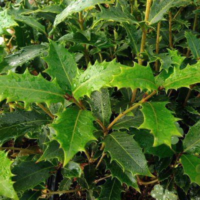 Osmanthe armatus - Leaderplant