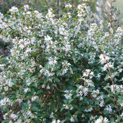 Osmanthe de Burkwood - Leaderplant