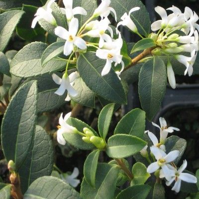 Osmanthe de Burkwood - Leaderplant