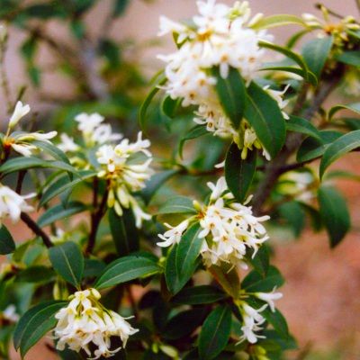 Osmanthe de Burkwood - Leaderplant