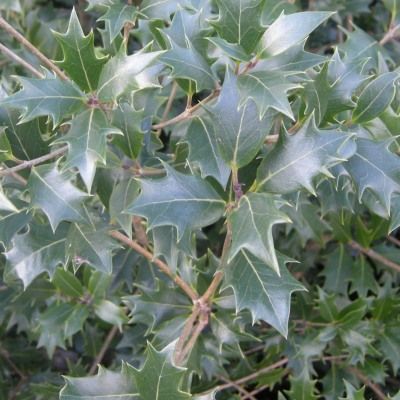 Osmanthe à feuilles de houx - Leaderplant