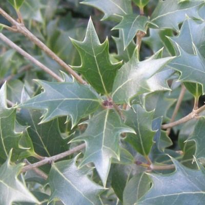 Osmanthe à feuilles de houx - Leaderplant