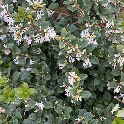 Osmanthe Heaven Scent ® - Leaderplant