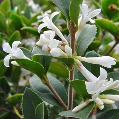 Osmanthe Heaven Scent ® - Leaderplant